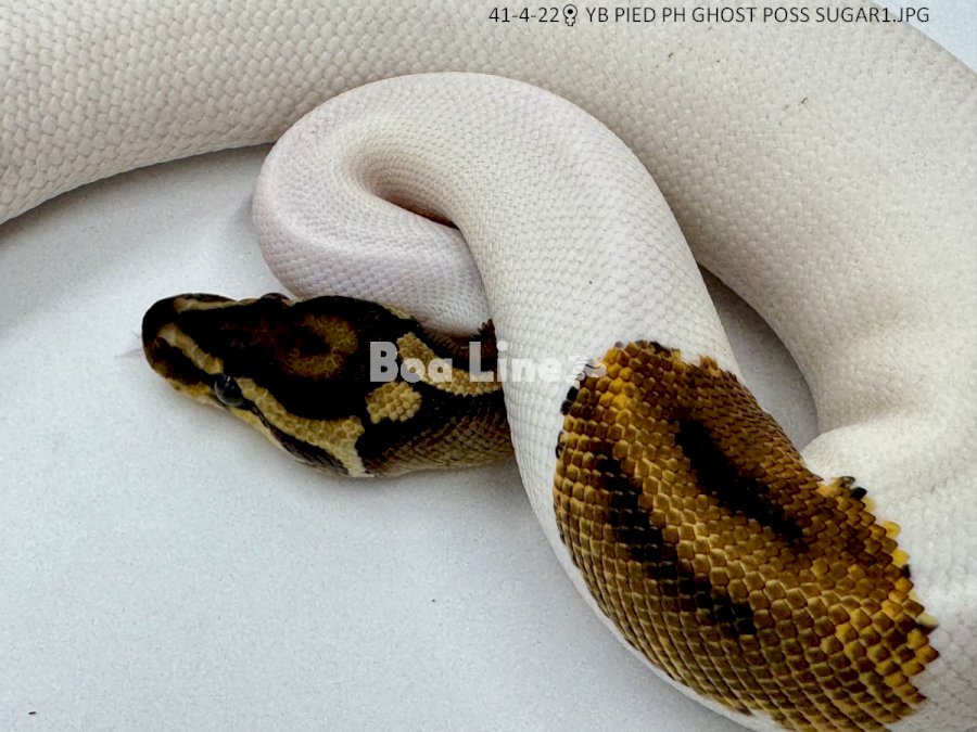 YB PIED PH GHOST POSS SUGAR